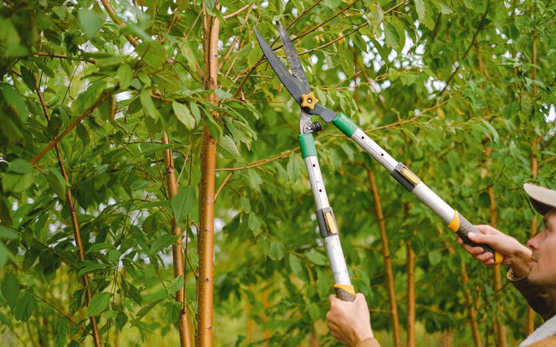 Tree trimming in Locust Hill, VA