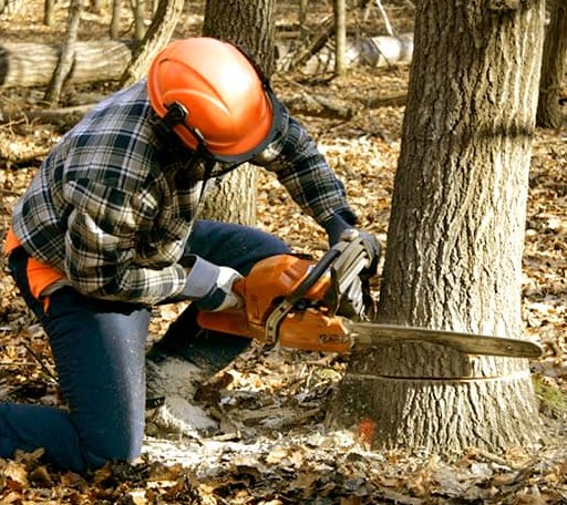 Tree Removal in Locust Hill, VA